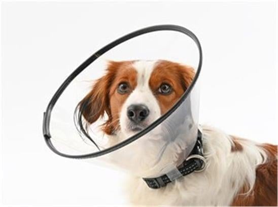 Tales Dikişli Yakalık 17,5 cm