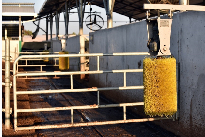 Hayvan Kaşınma Fırçası TETA LAKTO